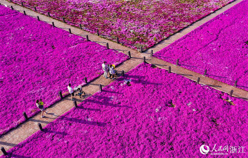 Zhejiang : la floraison abondante des Phlox subulata dessine un tapis de fleurs pittoresque