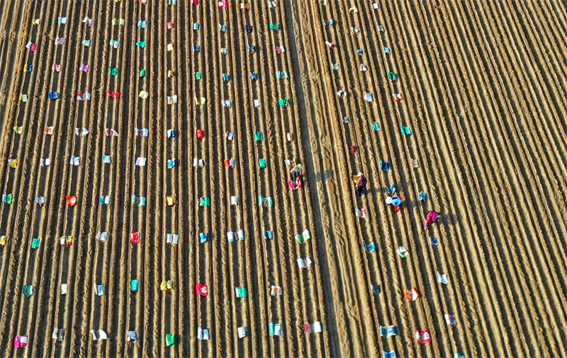 Henan : La culture des ignames de Chine à Mengzhou