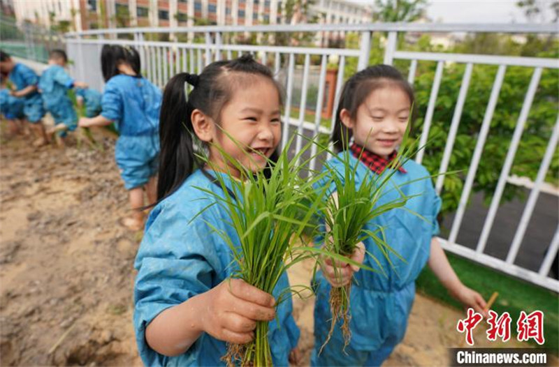 Des enfants apprennent le repiquage du riz dans le Jiangxi