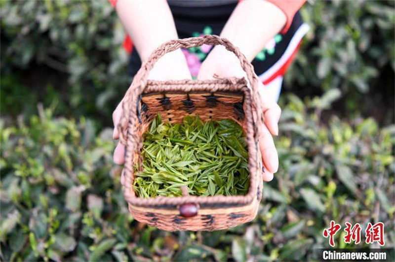 Hunan : la saison de la cueillette du thé blanc au printemps arrive