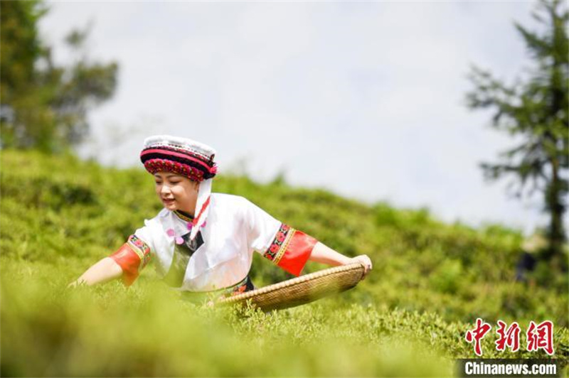 Hunan : la saison de la cueillette du thé blanc au printemps arrive