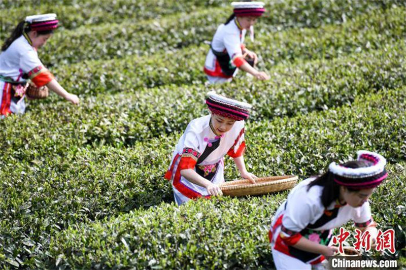 Hunan : la saison de la cueillette du thé blanc au printemps arrive