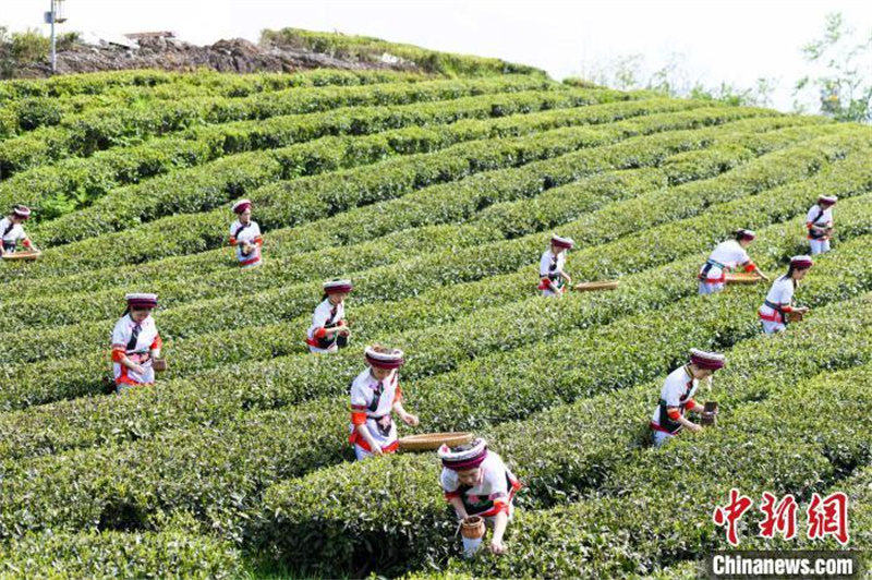 Hunan : la saison de la cueillette du thé blanc au printemps arrive