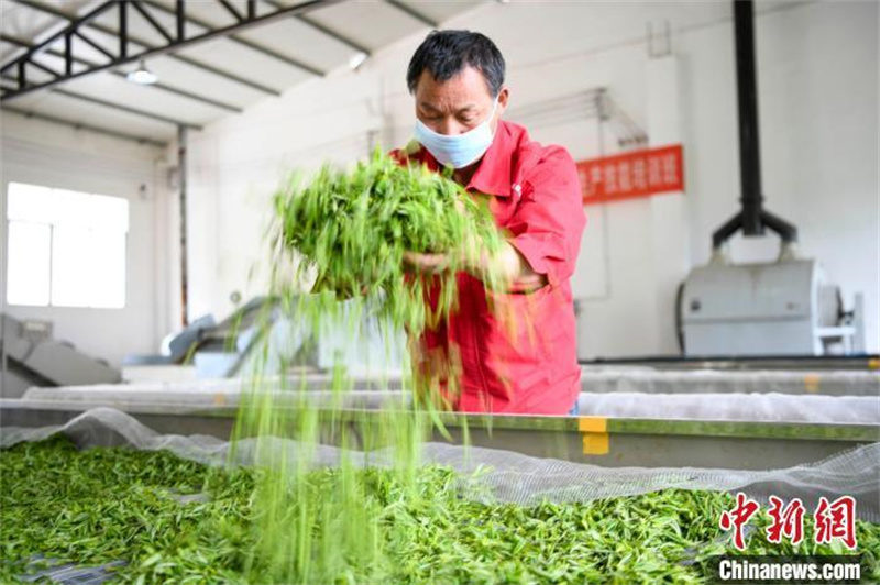 Hunan : la saison de la cueillette du thé blanc au printemps arrive