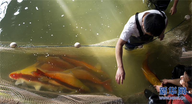 Des ? papas des poissons ? élèvent des espèces rares pour repeupler le Yangtsé