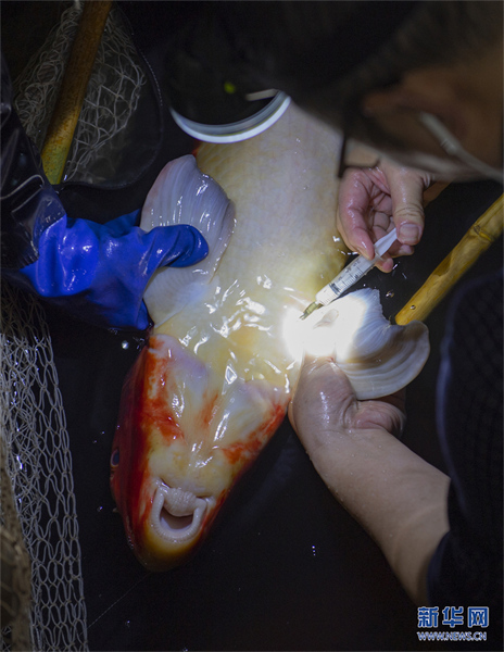 Des ? papas des poissons ? élèvent des espèces rares pour repeupler le Yangtsé