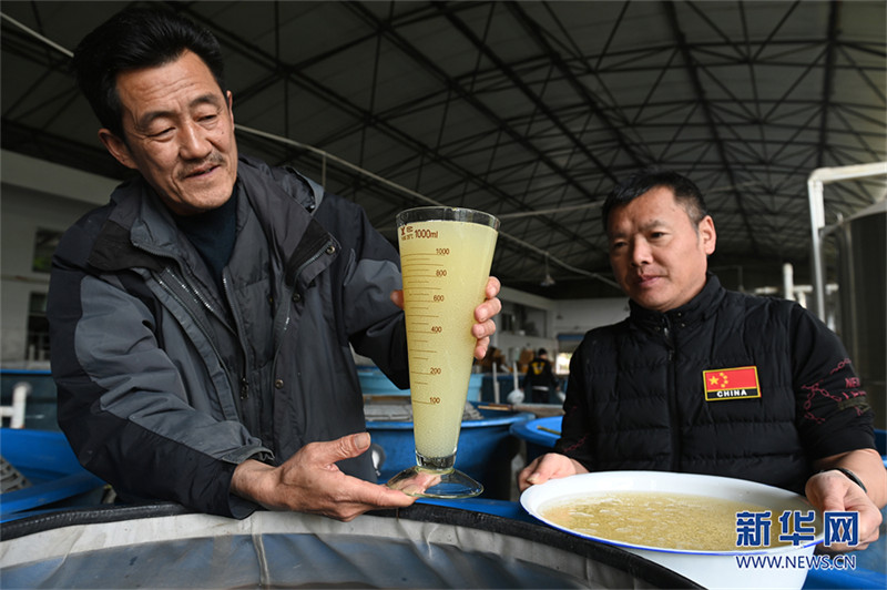 Des ? papas des poissons ? élèvent des espèces rares pour repeupler le Yangtsé