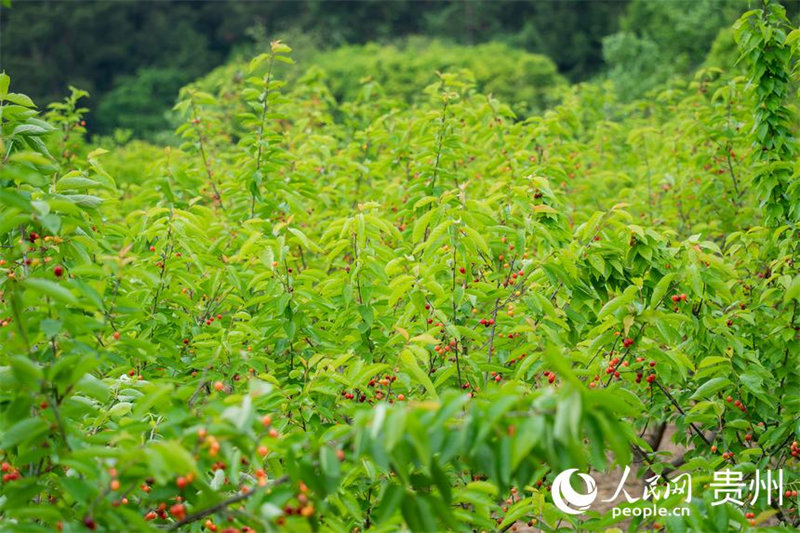 Guizhou : les cerises sont rouges et la vie est douce
