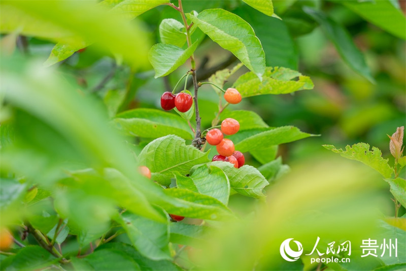 Guizhou : les cerises sont rouges et la vie est douce