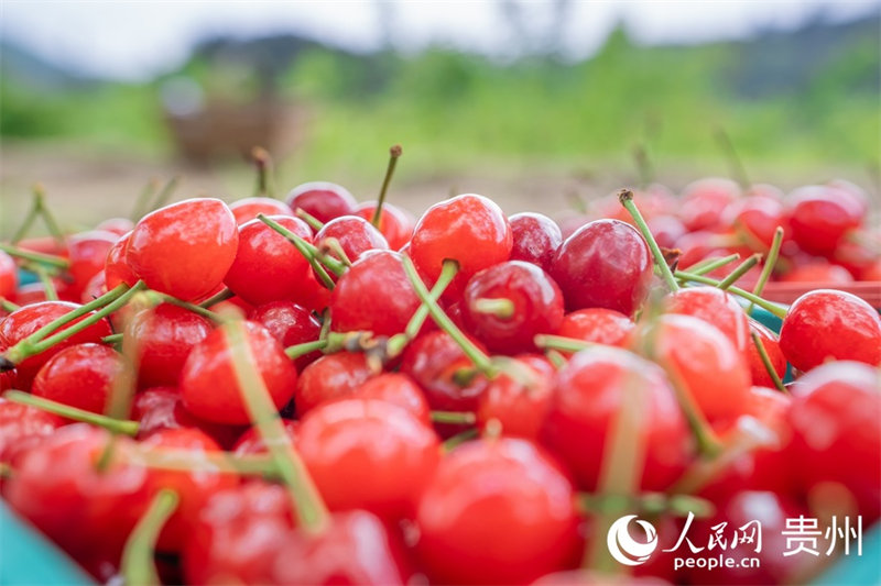 Guizhou : les cerises sont rouges et la vie est douce