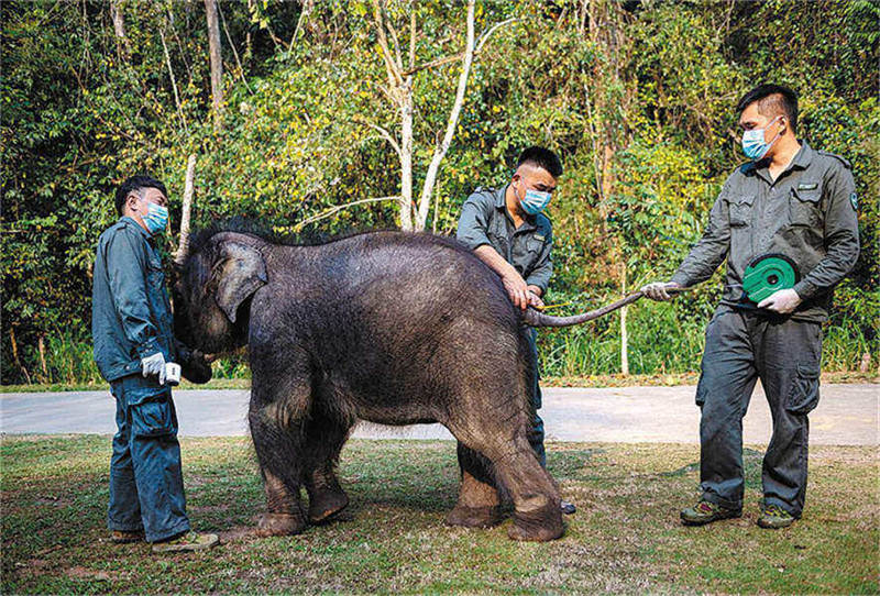 Les efforts de conservation du centre de secours de Xishuangbanna portent leurs fruits