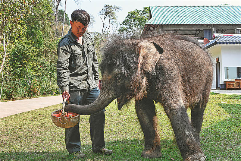 Les efforts de conservation du centre de secours de Xishuangbanna portent leurs fruits