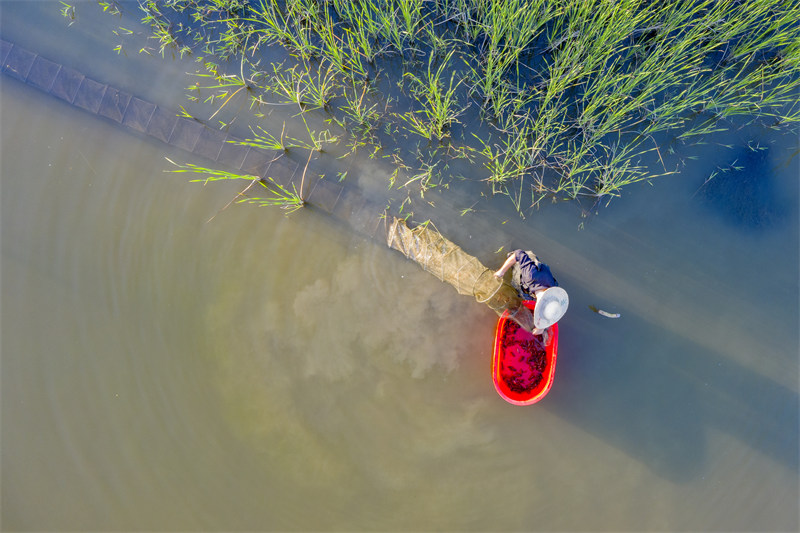 Jiangxi : la récolte et la commercialisation des écrevisses au début de l'été