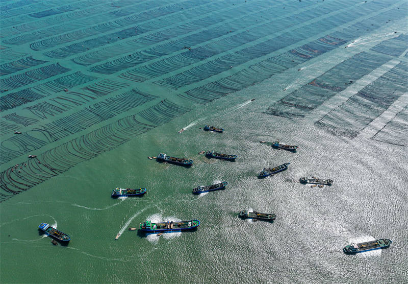 Après l'hiver, les ormeaux reviennent dans le Shandong