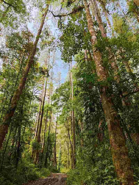 Tibet : découverte du plus grand arbre connu en Chine continentale avec 76,8 m de haut