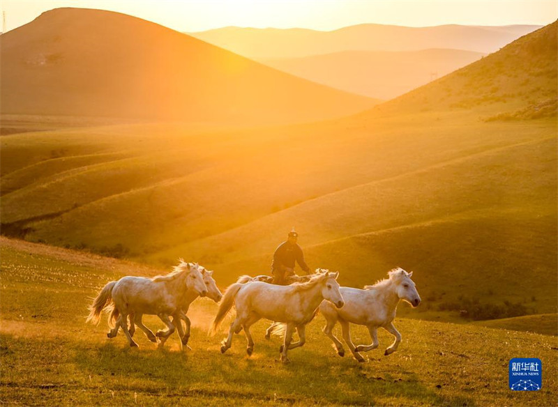 Mongolie intérieure : les chevaux courent dans les prairies d'été