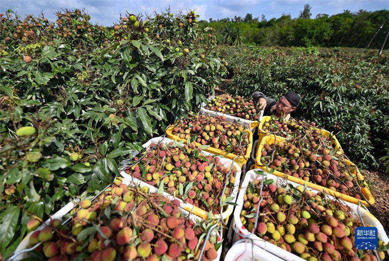 Une récolte abondante de litchis dans les beaux villages de Hainan