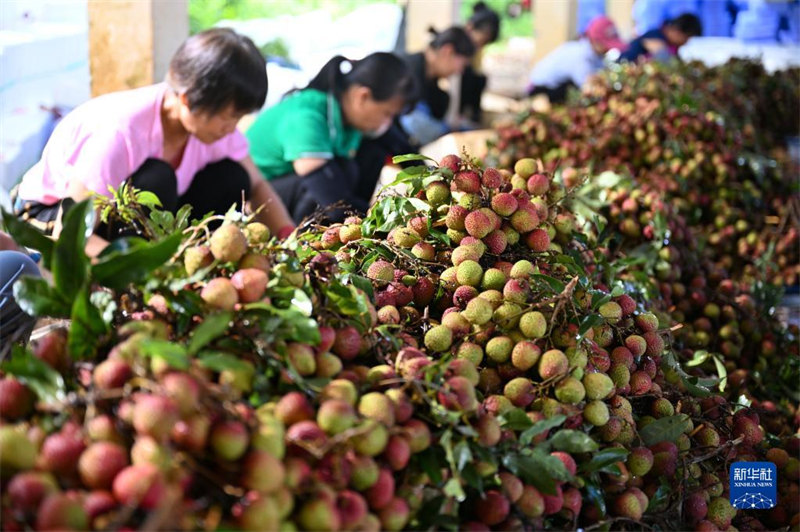 Une récolte abondante de litchis dans les beaux villages de Hainan