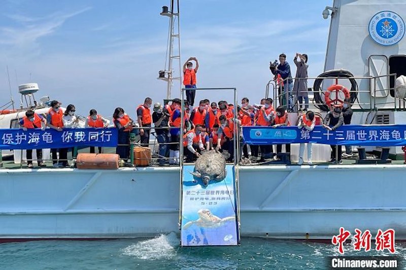 Shandong : des tortues marines relachées lors de l'événement publicitaire national de la Journée mondiale des tortues marines à Qingdao