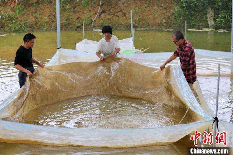 Un ? village star ? renommé pour l'élevage des écrevisses ? nobles ? dans le Guangxi