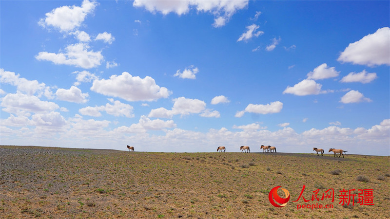 Xinjiang : les chevaux sauvages recherchent de la nourriture dans la nature à Karamaili