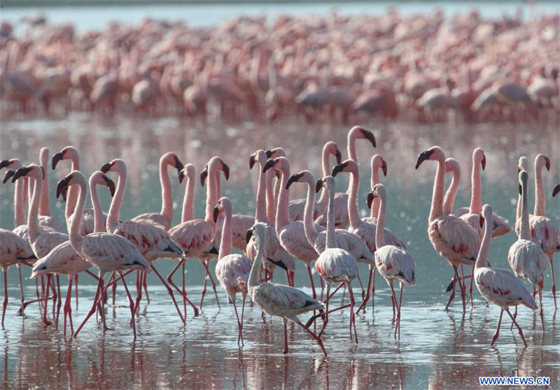 Kenya : des flamants roses dans le parc national du lac Nakuru