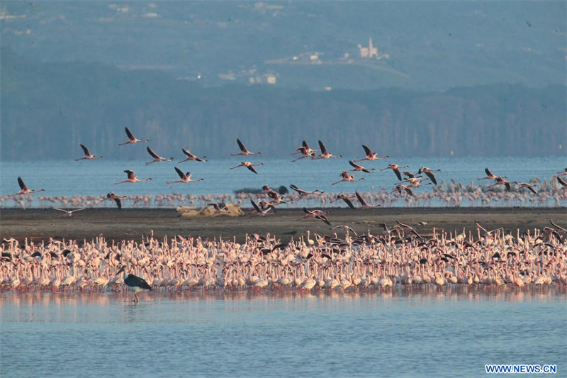 Kenya : des flamants roses dans le parc national du lac Nakuru