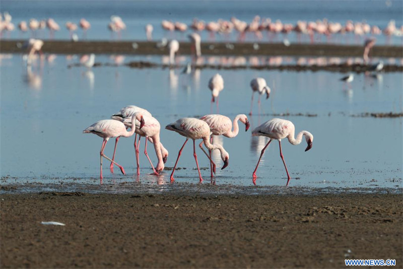 Kenya : des flamants roses dans le parc national du lac Nakuru