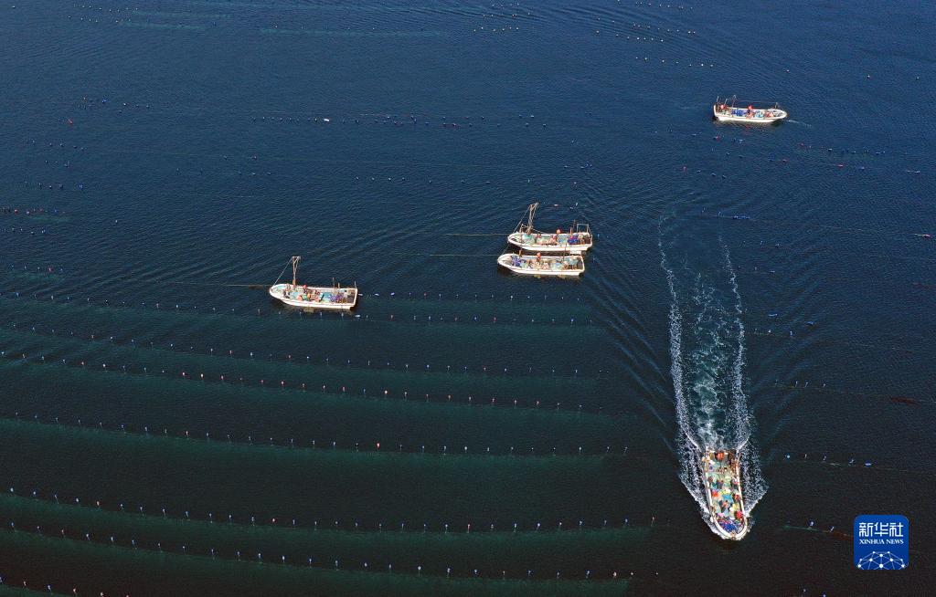 Liaoning : une nouvelle pastorale résonne sur le paturage marin et le ? grenier bleu ? engendre de la vitalité