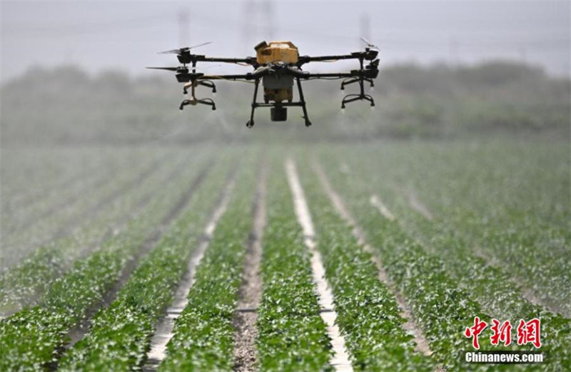 Des équipements intelligents stimulent la culture de coton au Xinjiang