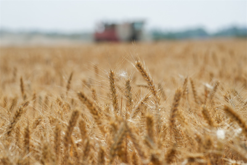 Le voyage d'un grain de blé : d'? aussi plein qu'une perle ? à ? aussi fin que la corde d'une cithare ?