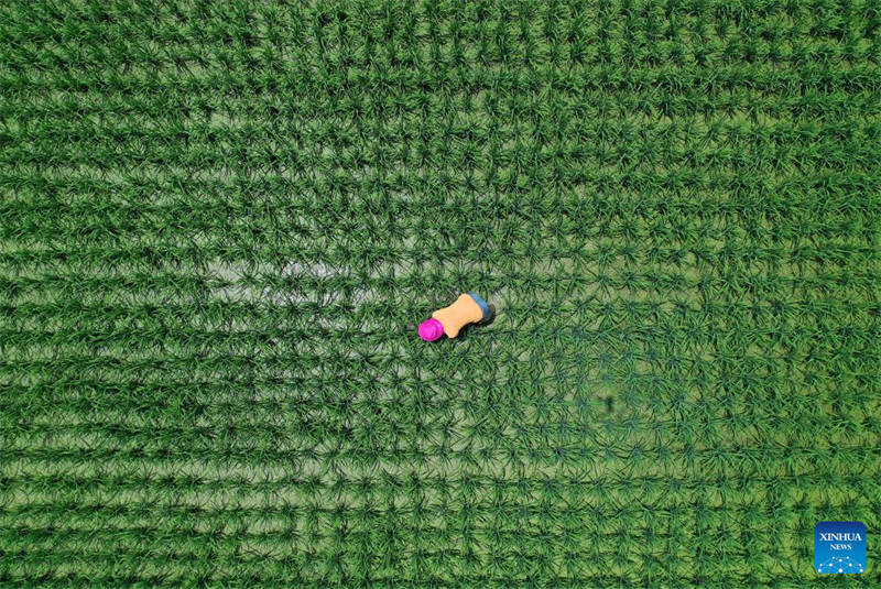 Des agriculteurs travaillent dans les champs à travers la Chine