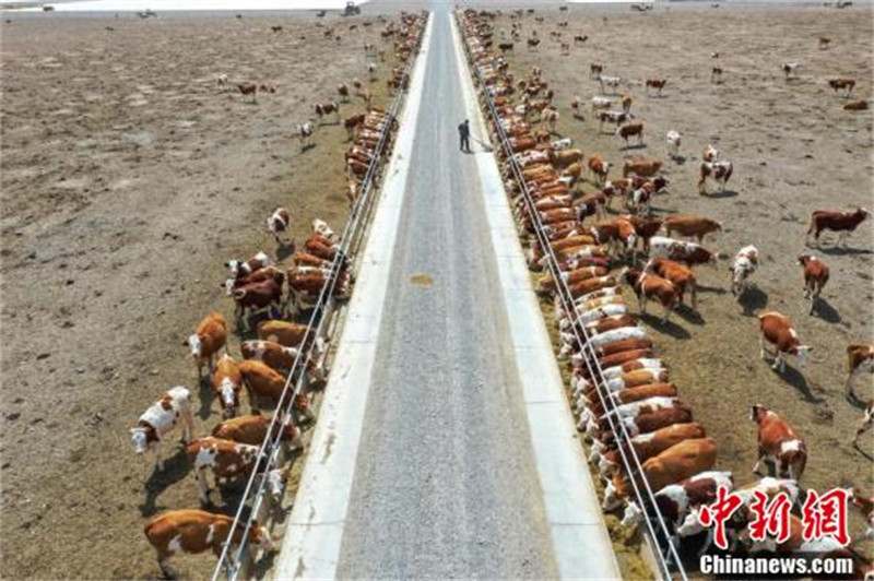 A la découverte de la ? plus grande ferme bovine ? du Xinjiang dans le désert de Gobi