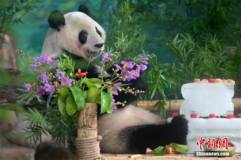 Guangxi : deux pandas géants jumeaux fêtent leur 6e anniversaire en dégustant un ? gateau glacé ?