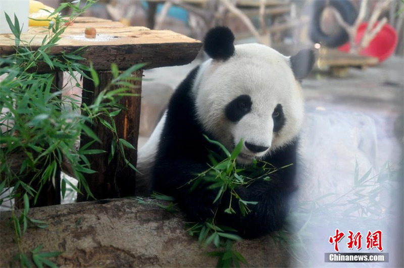 Guangxi : deux pandas géants jumeaux fêtent leur 6e anniversaire en dégustant un ? gateau glacé ?