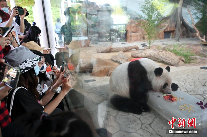 Guangxi : deux pandas géants jumeaux fêtent leur 6e anniversaire en dégustant un ? gateau glacé ?