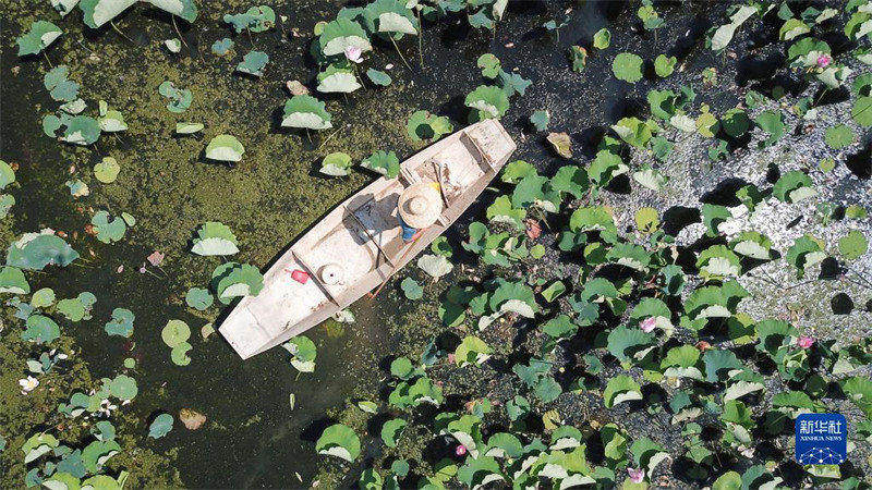 Dans le Hunan, les ? crevettes-lotus ? aident les agriculteurs à accro?tre leurs revenus