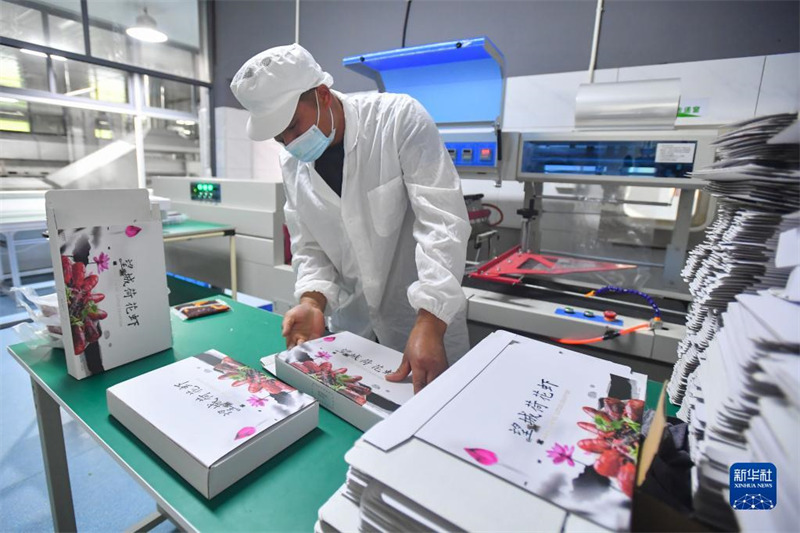 Dans le Hunan, les ? crevettes-lotus ? aident les agriculteurs à accro?tre leurs revenus