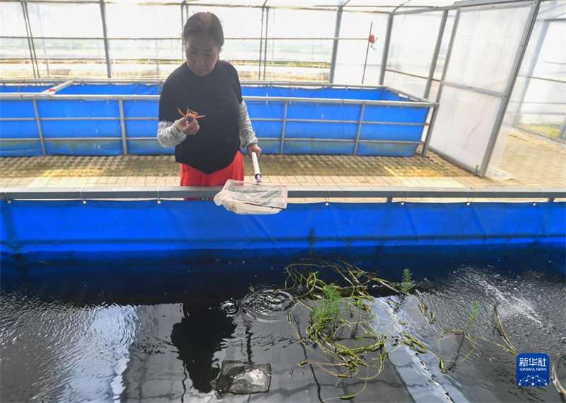 Dans le Hunan, les ? crevettes-lotus ? aident les agriculteurs à accro?tre leurs revenus