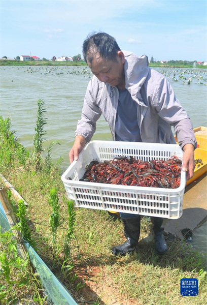 Dans le Hunan, les ? crevettes-lotus ? aident les agriculteurs à accro?tre leurs revenus