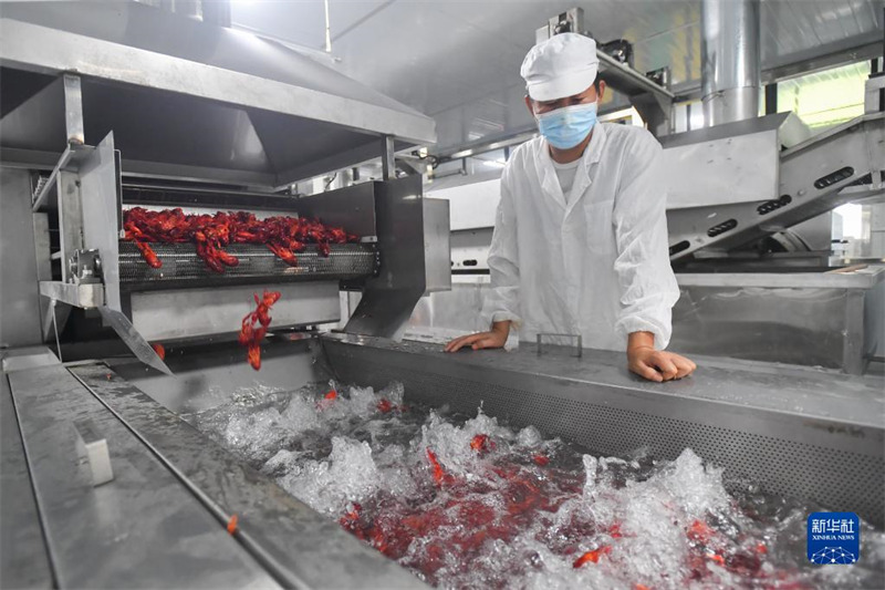 Dans le Hunan, les ? crevettes-lotus ? aident les agriculteurs à accro?tre leurs revenus