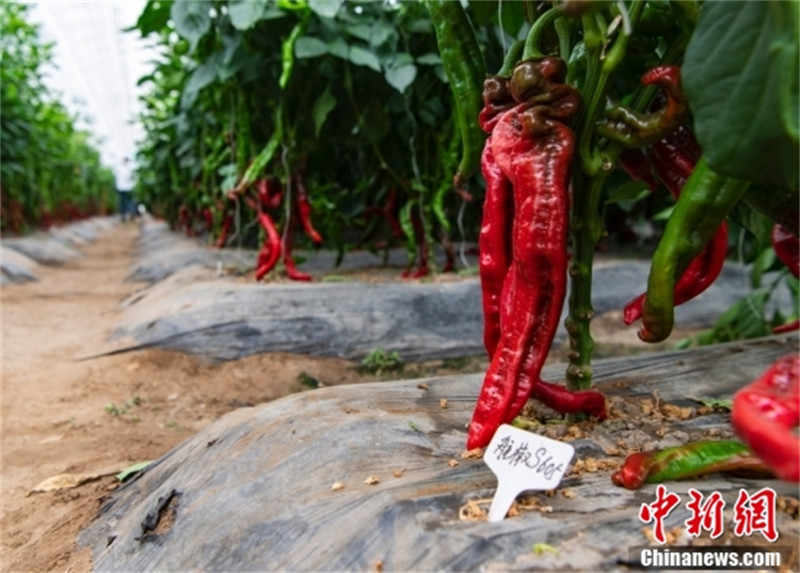 Comment les ? semences spatiales ? contribuent aux ? jardins terrestres ?