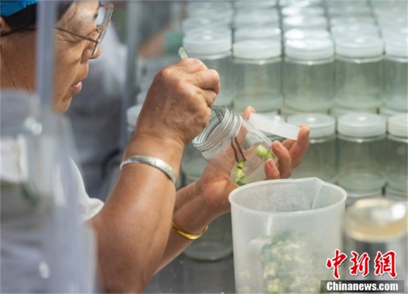 Comment les ? semences spatiales ? contribuent aux ? jardins terrestres ?