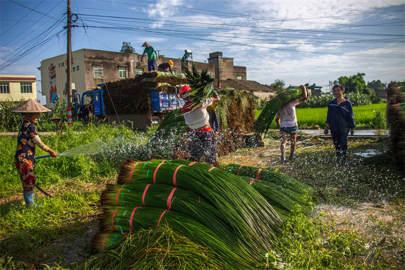 Sichuan : la récolte des joncs à Meishan