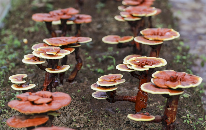 Anhui : une récolte exceptionnelle de Ganoderma lucidum en vue à Jingde