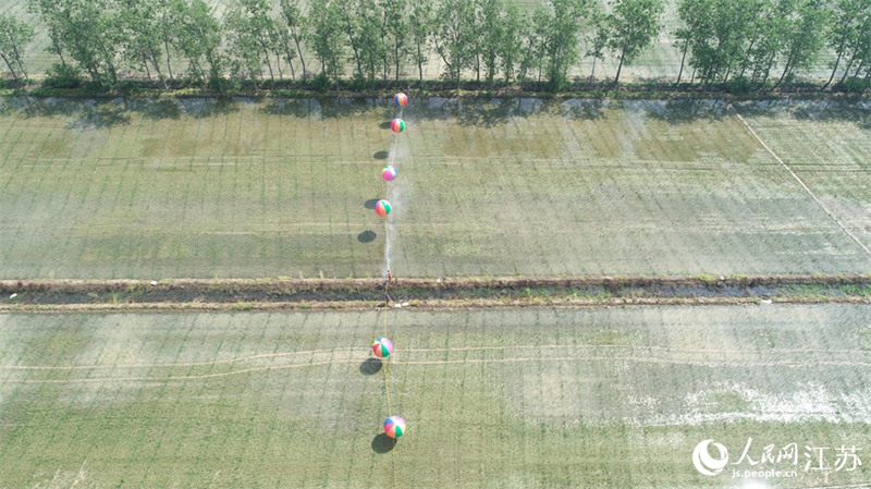 Les grands producteurs de riz ont utilisé des ballons à hydrogène pour pulvériser des pesticides, dans l'intention de lutter contre les maladies et les ravageurs du riz, dans le canton de Sunyuan dans la province du Jiangsu (est de la Chine). (Photo / le Quotidien du Peuple en ligne)