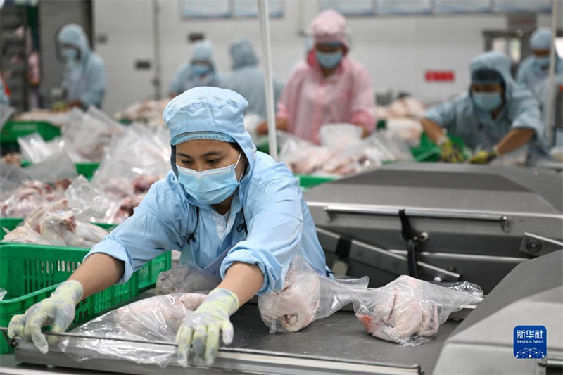 Hainan : l'industrie du poulet de Wenchang crée une valeur de production totale de 12 milliards de yuans