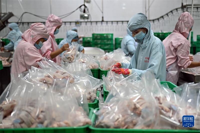 Hainan : l'industrie du poulet de Wenchang crée une valeur de production totale de 12 milliards de yuans