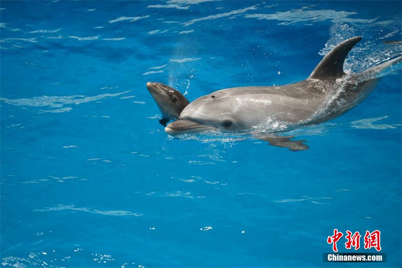 Le premier cétacé métisse de Chine fête son premier mois à Tianjin