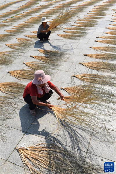 Shandong : comment les villageois de Tancheng se sont enrichis en tissant des herbes jaunes